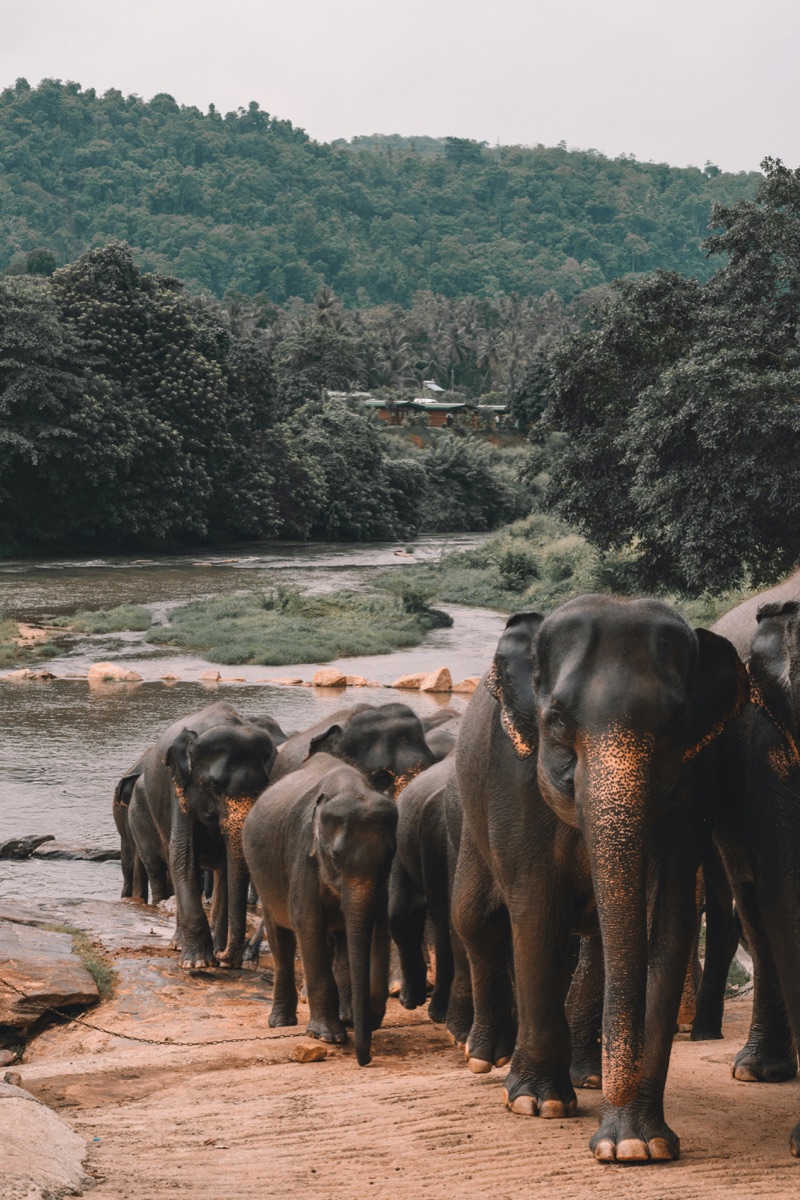Elephants by the river in Sri Lanka